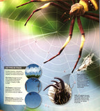 Insectes et araignées à la loupe 1