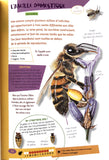 Mes guides nature - Les petites Bêtes 